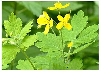 Celandine is a folk remedy for prostate inflammation. 